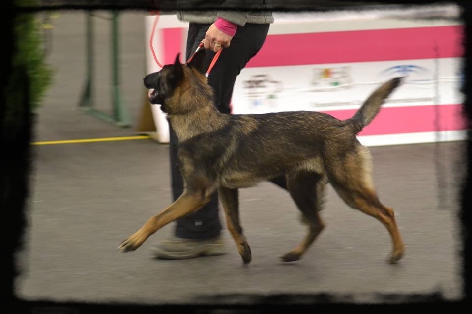 J'Thaï des Terres d'Arès : Meilleur Jeune CACIB Genève 2015 - Sanitaire (arrétée pour blessure) - Suisse