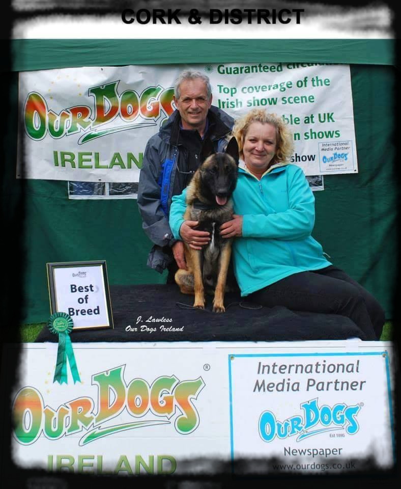 CH.Int. Jagg des Terres d'Arès : CH. d'irlande - Ch. International d'expositions - Celtic Winner 2016- Irlande