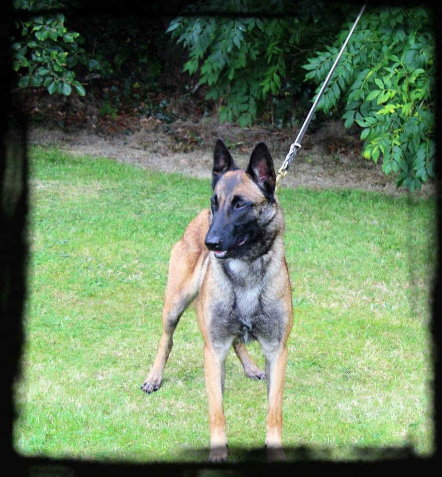 Jay'leen des Terres d'Arès : 2x Best puppy - Irlande