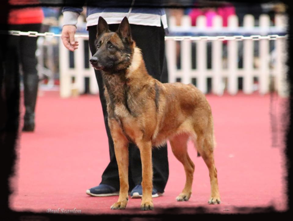Il'even des terres d'arès : Ring 1 - Brevet Obéissance - Championne beauté irlande - Top Femelle 2017 Irlande - Multi CAC CACIB BOB BOS - HD A/A ED 0