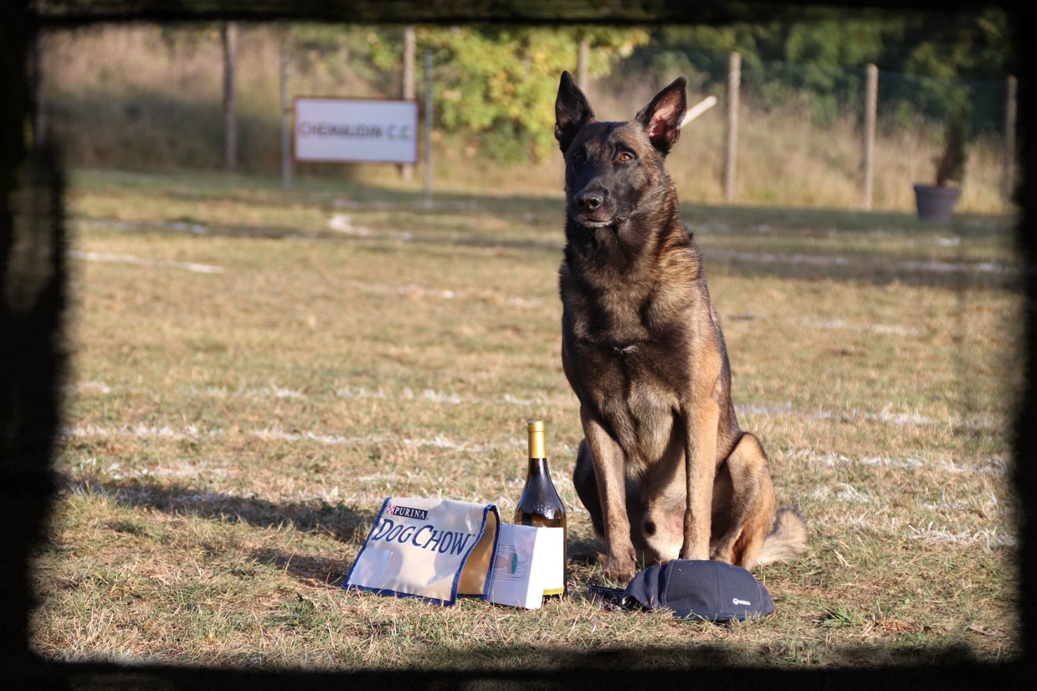 L'boy des terres d'Arès : Ring 3 - Mondio 1 - Brevet d'obéissance - CANT - Multi CACIB CAC BOB BOS - HD A/B ED 0 Spondy free