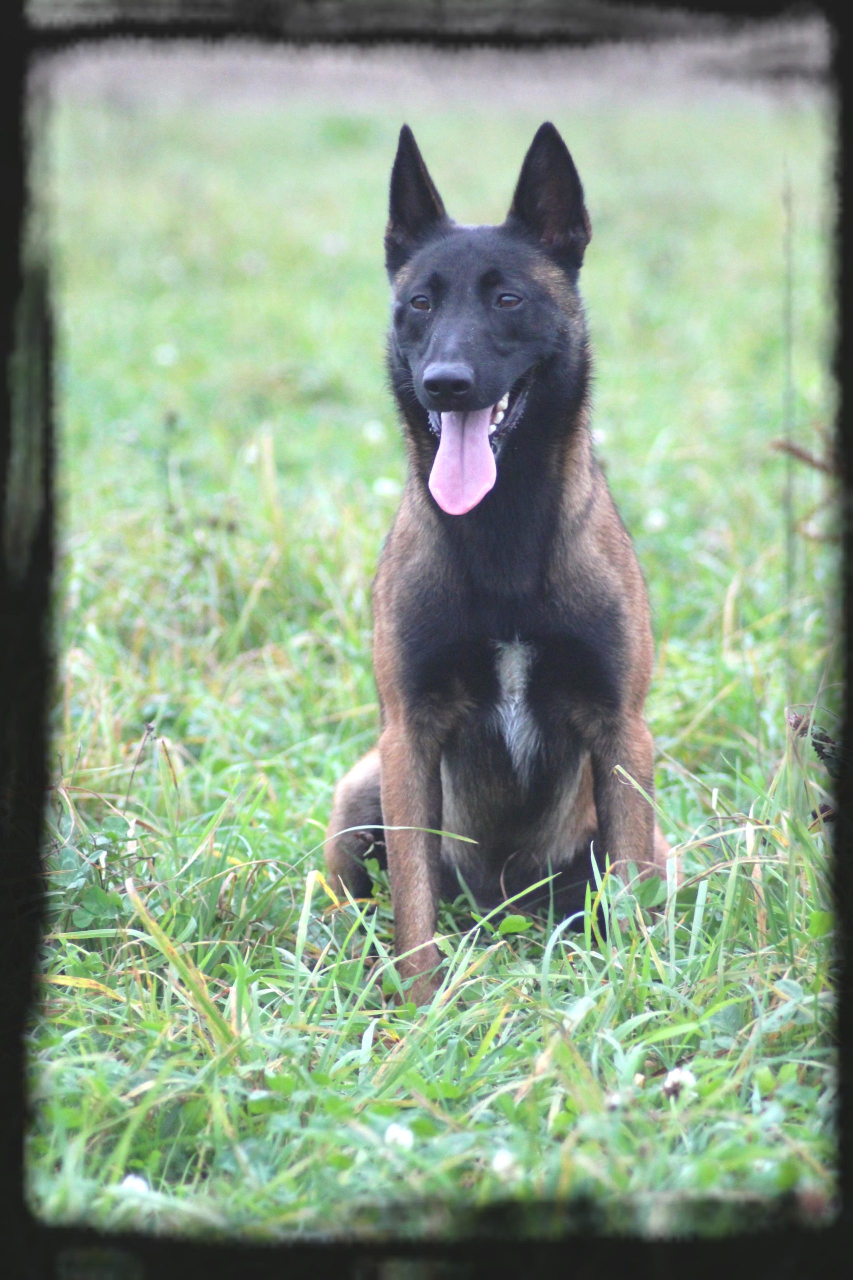 Nos Femelles – Elevage Berger Belge Malinois – Services Pour Animaux