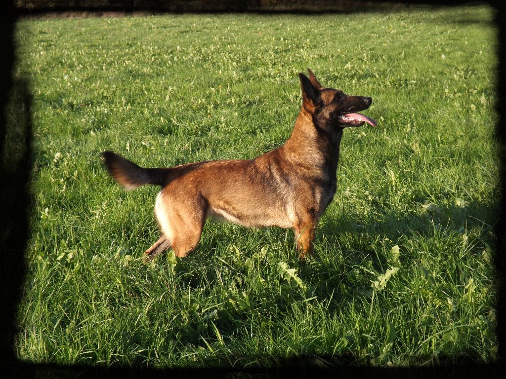 N'Sela des terres d'arès : Brevet ring - CAC CACIB expo geneve 2019