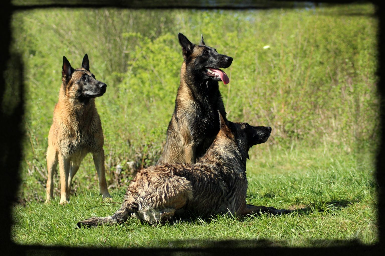 B.B Malinois – Elevage Berger Belge Malinois – Services Pour Animaux